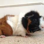 Chris guinea pig