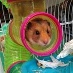 Rochelle hamster