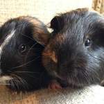Aguero and Arnold guinea pigs