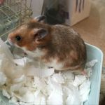 irene hamster