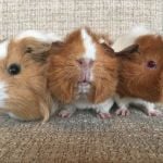 aaron lauren and amber guinea pigs