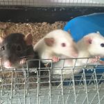 eight rat group (3)