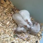 7 mice (3)