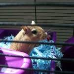 male gerbil rescue rehome leeds