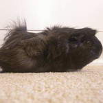 Molly guinea pig adoption Leeds
