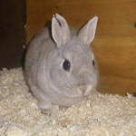 Ollie mini rabbit adoption