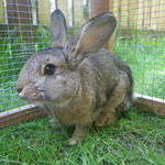 Henry rabbit shelter castleford