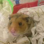 Gentle Ben Hamster rescue