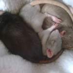 Male baby dumbo rats