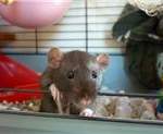 Dumbo rat female