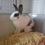 Betty English Spot Rescue rabbit