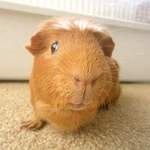 Clive2 guinea pig rescue