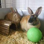 Robin & Rupert  rescue rabbit