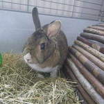 Juliet rabbit