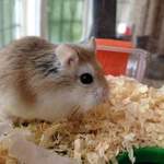 Wayne Roborovski hamster