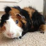 Andrew guinea pig