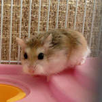 Lionel hamster