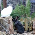 rabbit housing - piper and bigwig (3)
