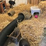 Rabbit housing - Olympia and Mishti  bunny garage