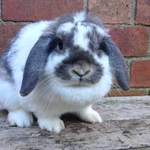 Chloe rabbit