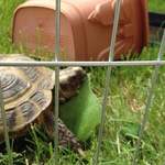 Alf tortoise