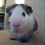 ted guinea pig