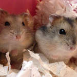 Kim and Kat Russian Dwarf hamsters