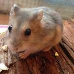 Russian Dwarf hamsters (2)