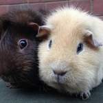 Richie and Eddie guinea pigs