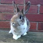 Devon rabbit (3)