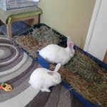 rabbit housing - sharon weaver 3