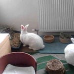 rabbit housing - sharon weaver 2