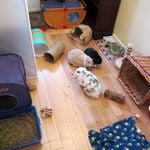 Rabbit housing - Bunnies on Holiday (3)