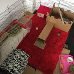 rabbit housing - indoor room