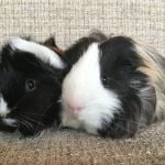 mark and paige guinea pigs (3)