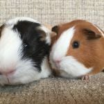 tyler and imogen guinea pigs (2)
