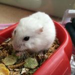 almo hamster (2)