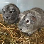 george and peter guinea pigs (4)