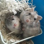 hugo and spencer  hamsters