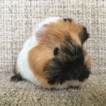 ted guinea pig (1)