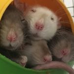 group of 8 rats