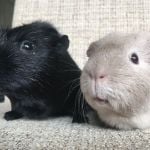 jasper and jane guinea pigs (3)