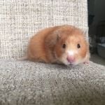 bertha hamster (2)