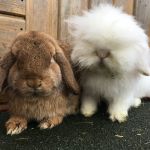 toffee 2 and snowy (5)