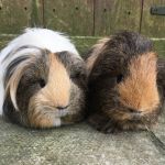 sheltie guinea pigs