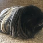 luke guinea pig (2)