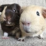andy and lee guinea pigs (2)
