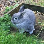 homer rabbit 2