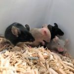 female fancy mice (2)