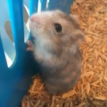 bubbles dwarf hamster (3)